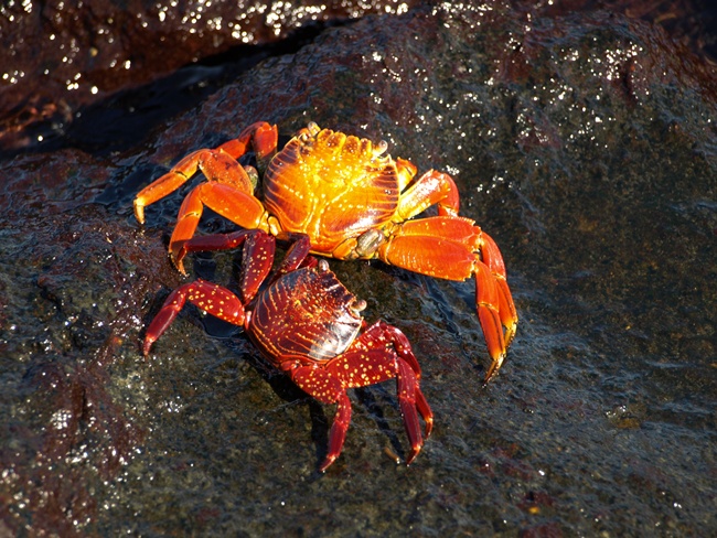 ../../Pictures/050210/012 rote Klippenkrabbe.JPG